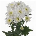 ΧΡΥΣΑΝΘΕΜΟ  ΛΕΥΚΟ  CHRYS.  T EURO WHITE